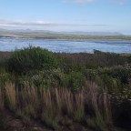 Hermanus  (South Africa)